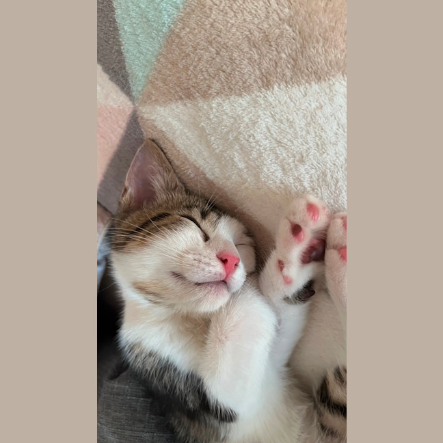 Photo of Jasper
