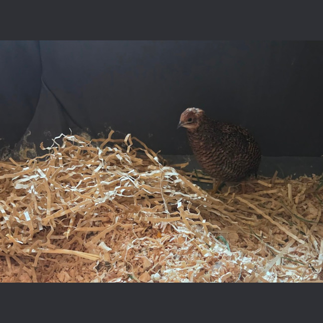 Photo of Blossom, Clover, Meadow & Fern