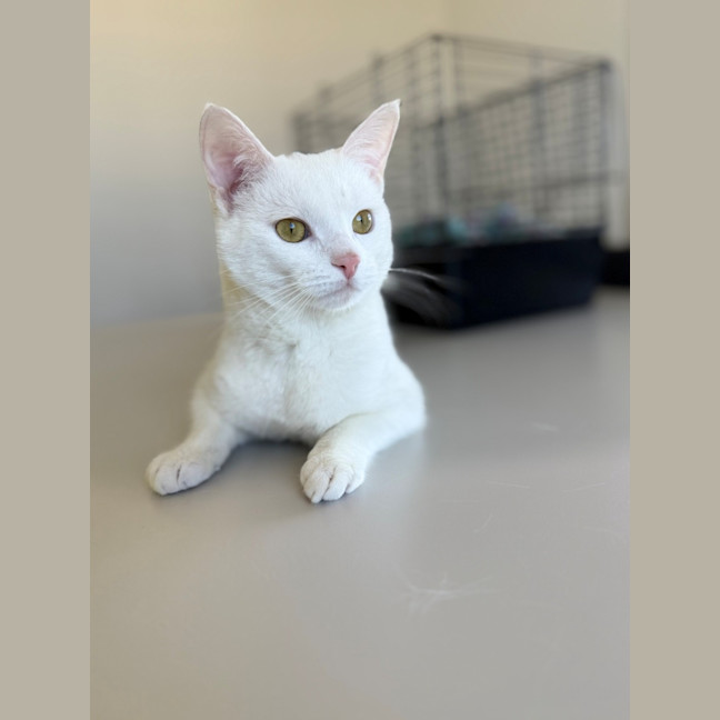 Photo of Harvey 