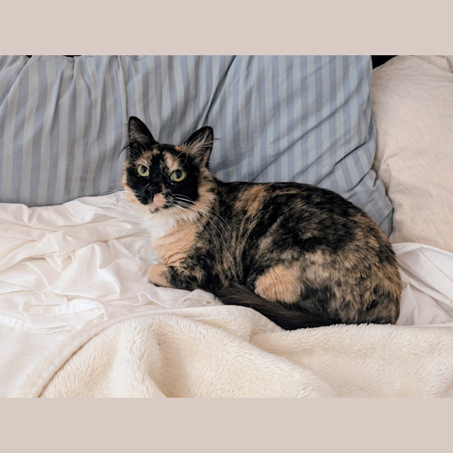 Photo of Charlotte   In Foster Care In Brunswick East