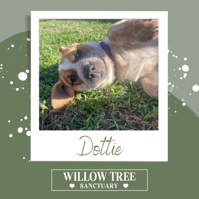 Photo of Dottie