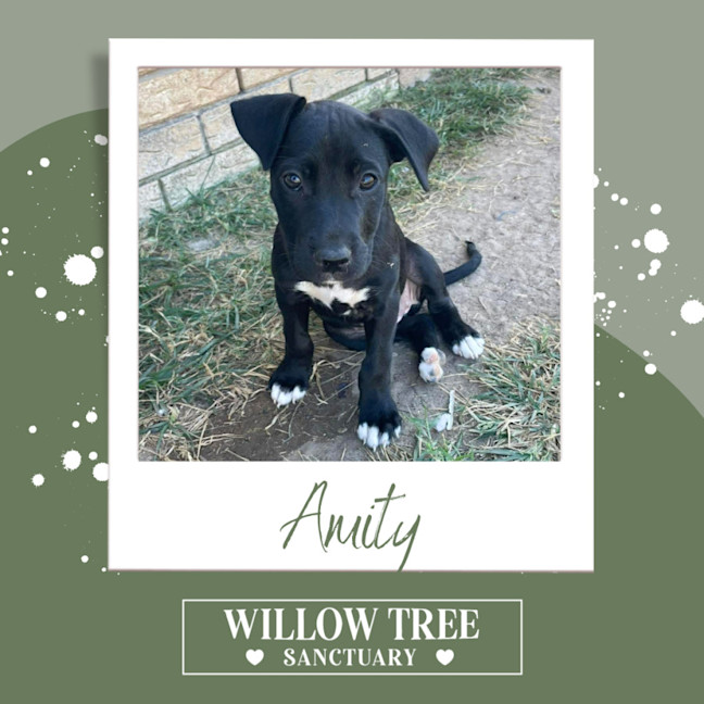 Photo of Amity
