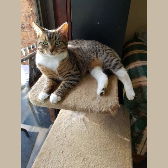 Photo of Luna