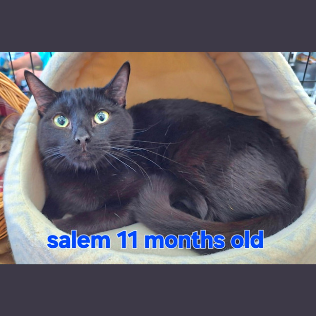 Photo of Salem