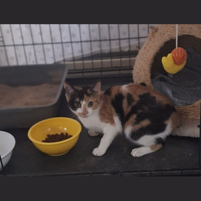 Photo of Luna *9 Lives Project Rescue*