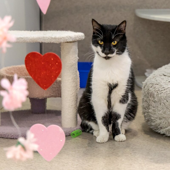 Photo of Mowie