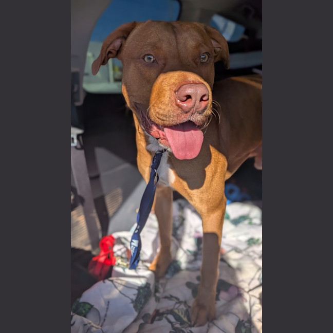 Photo of Samson