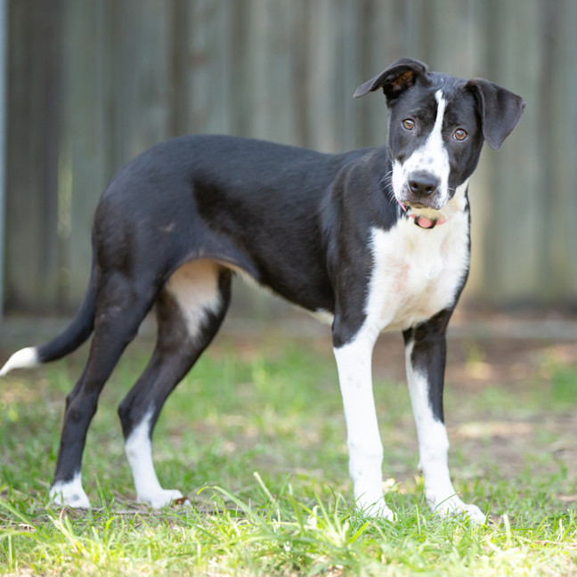 Photo of Prancer