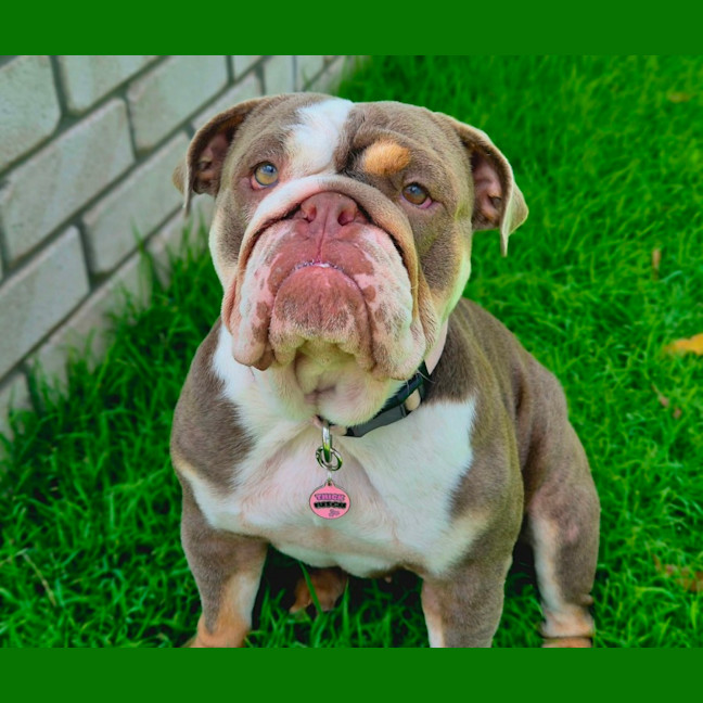 Photo of Pebbles