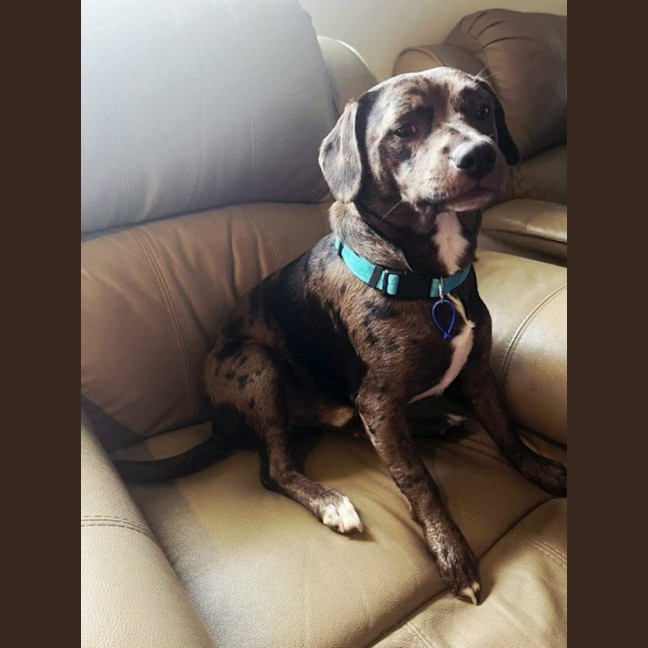 Photo of Crank   11 Month Old Dachshund X Staffy