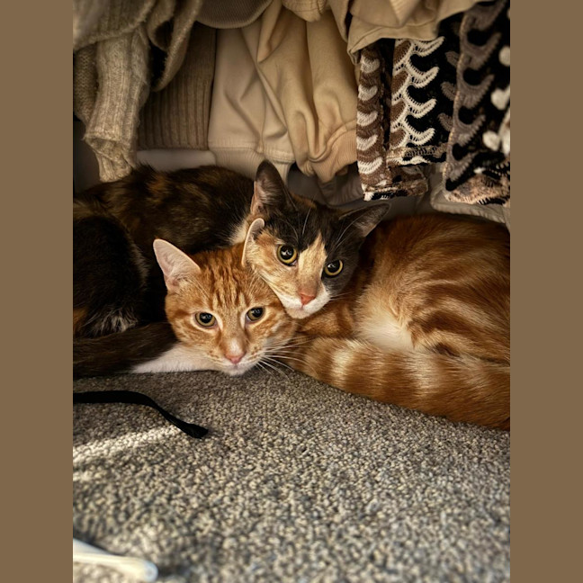 Photo of Ginger And Snowy