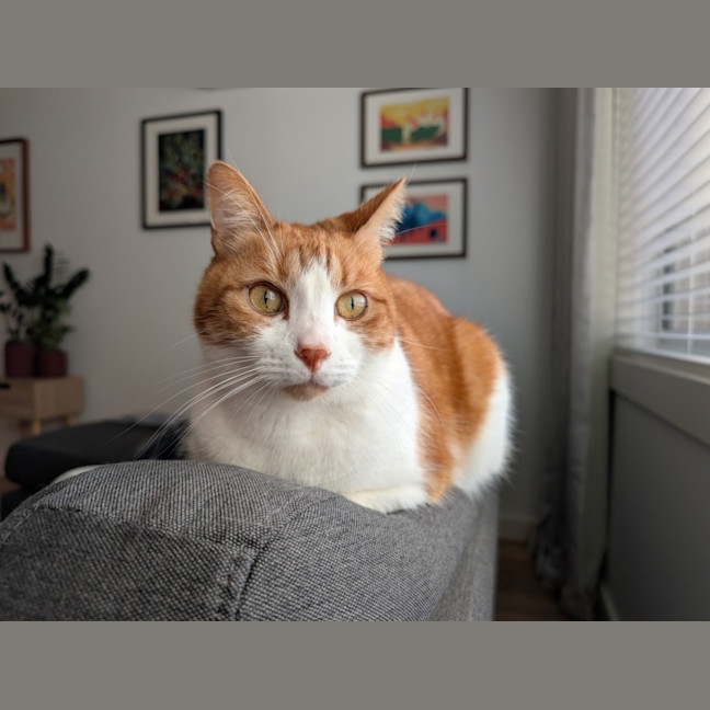 Photo of Gingie   In Foster Care In Brunswick East