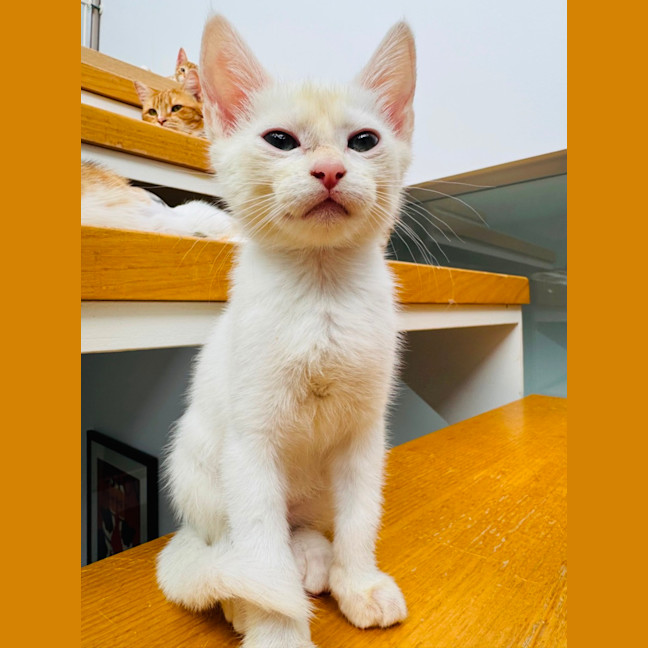 Photo of Boo Boo