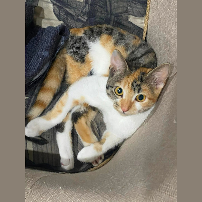 Photo of Cali