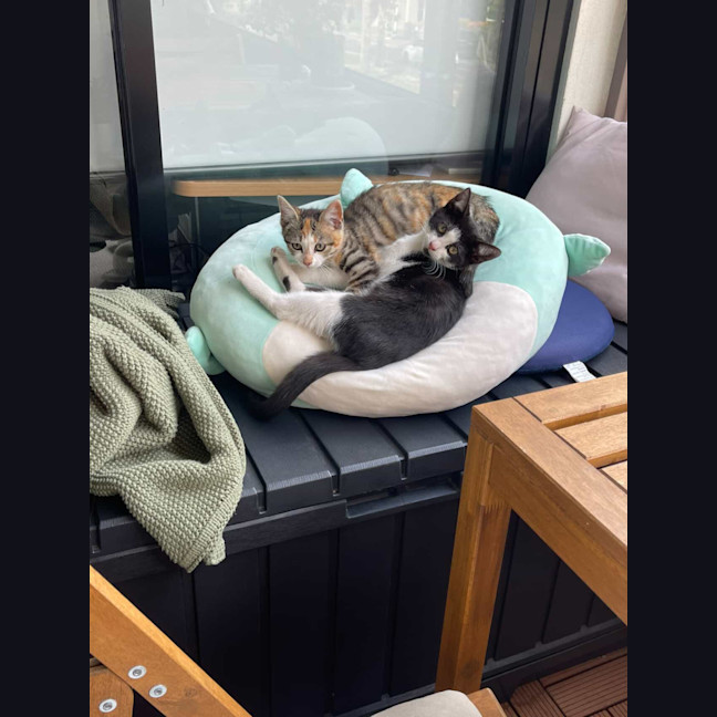 Photo of Moomoo & Bonbon