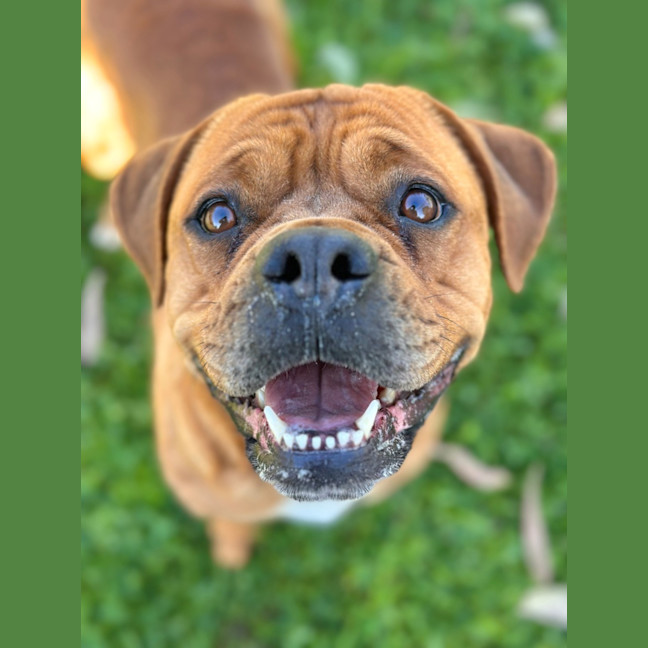 Photo of Nova
