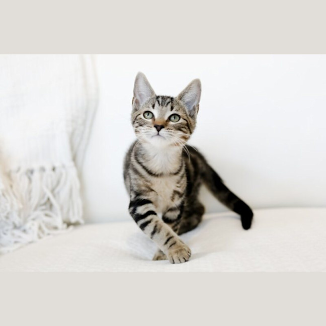 Photo of Pretzel