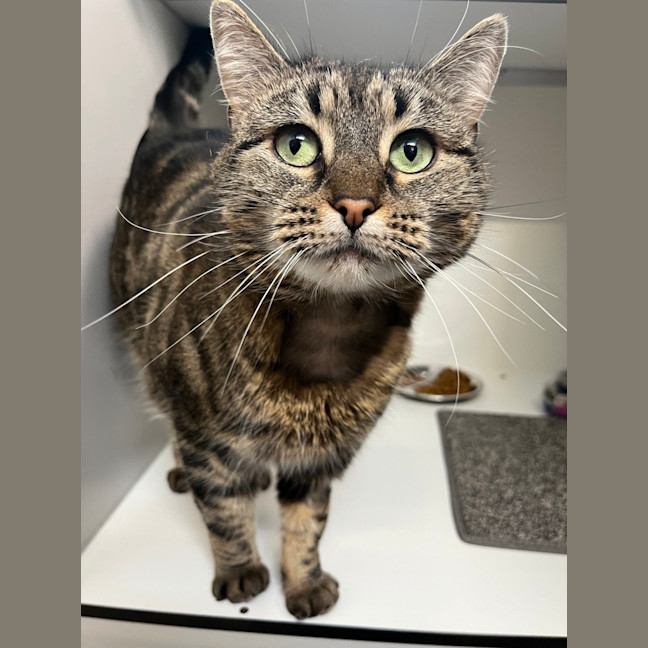 Photo of Sweet Pea