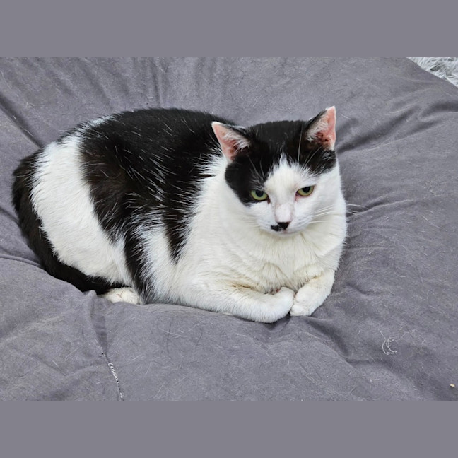 Photo of Panda