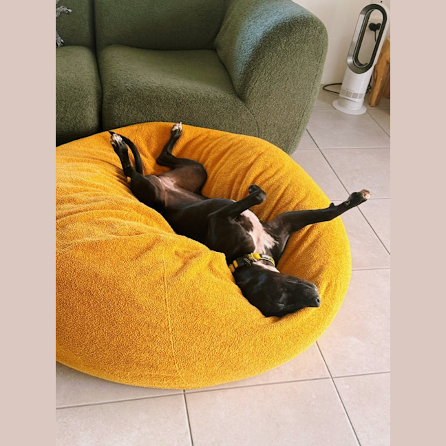 Photo of Marley