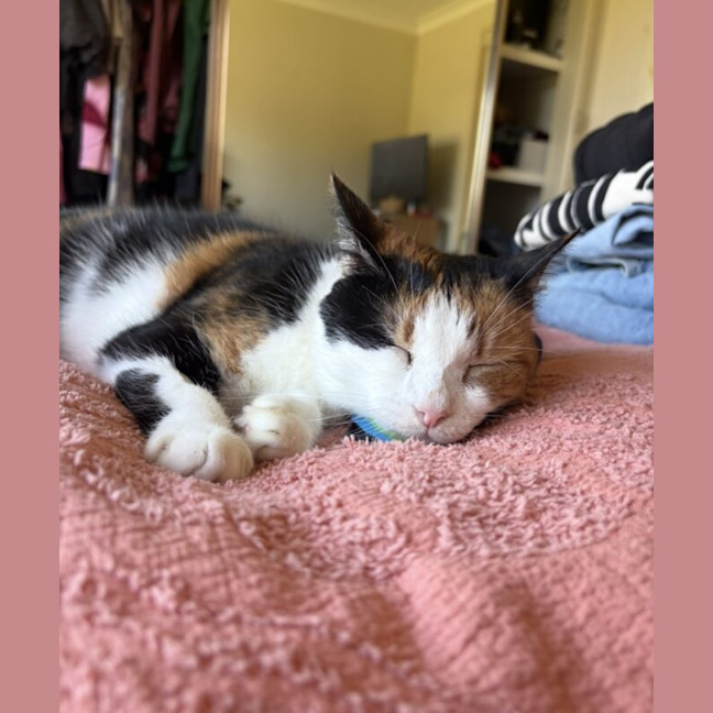 Photo of Maple