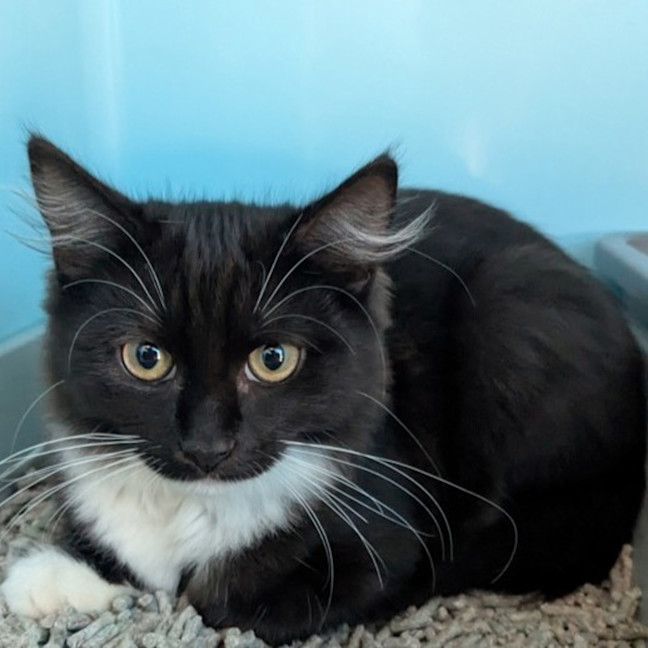 Photo of Luna