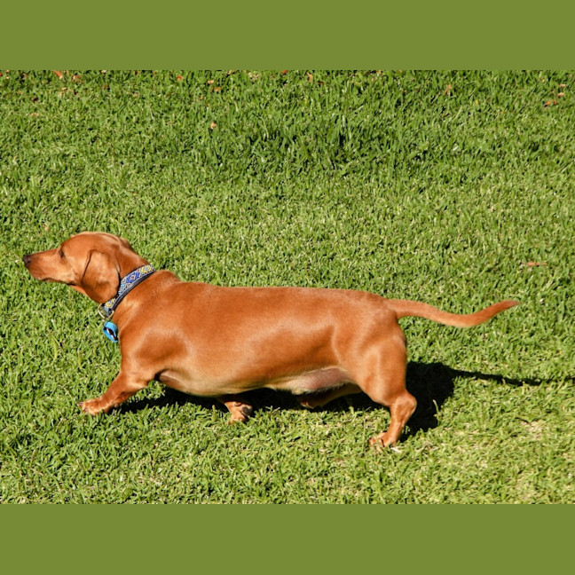 Photo of Rusty (Was Dusty)