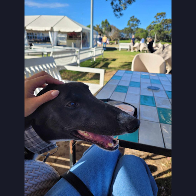 Photo of Little Ninja, The Greyhound