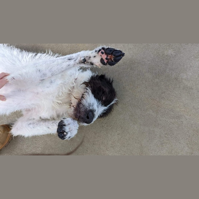 Photo of Rocky