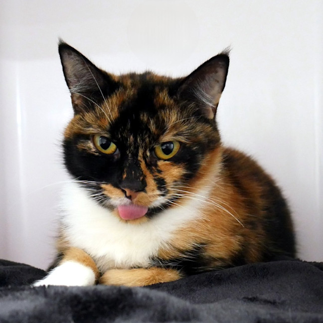 Photo of Clawdia Sta013207