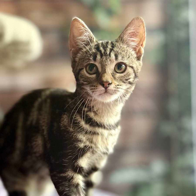 Photo of Blossom   Meet Me At Ivanhoe East Vet Clinic