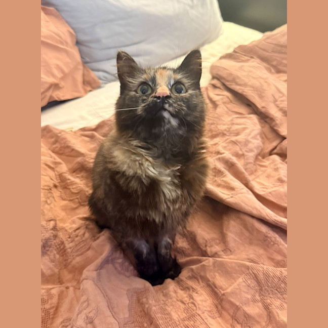 Photo of Torracat