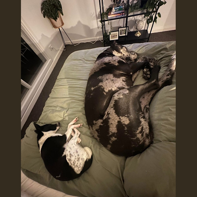 Photo of Jiminy Cricket