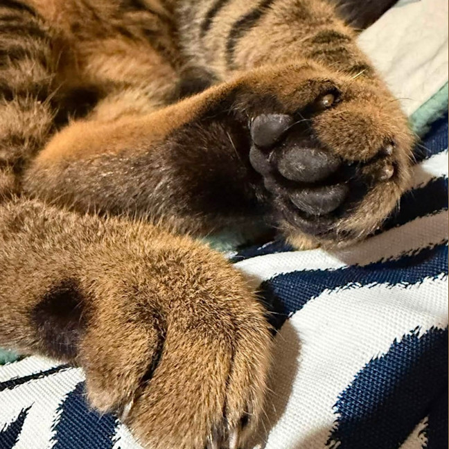 Photo of Parsnip