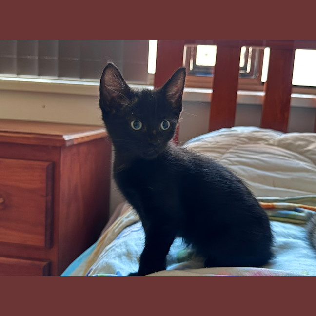 Photo of Meowser   7 Week Old Domestic Short Hair