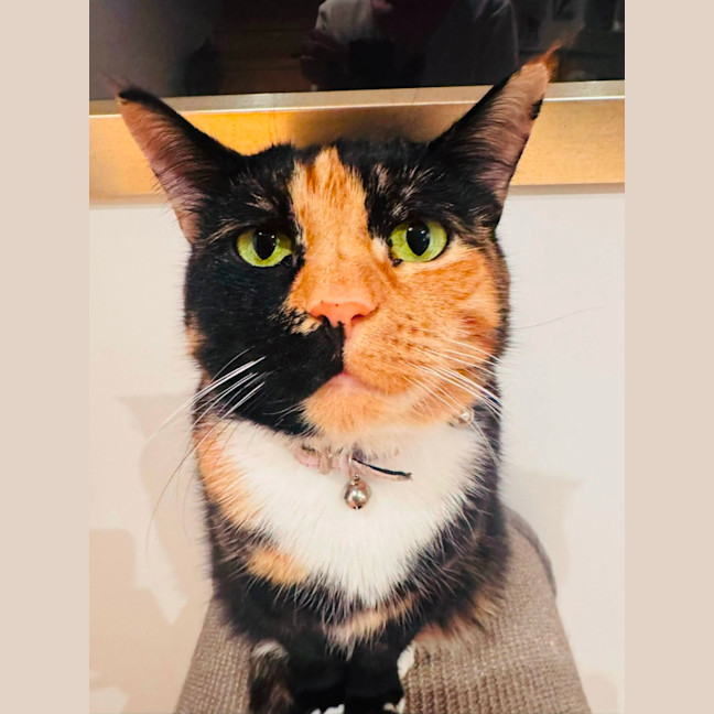 Photo of Fat Cat ❤️
