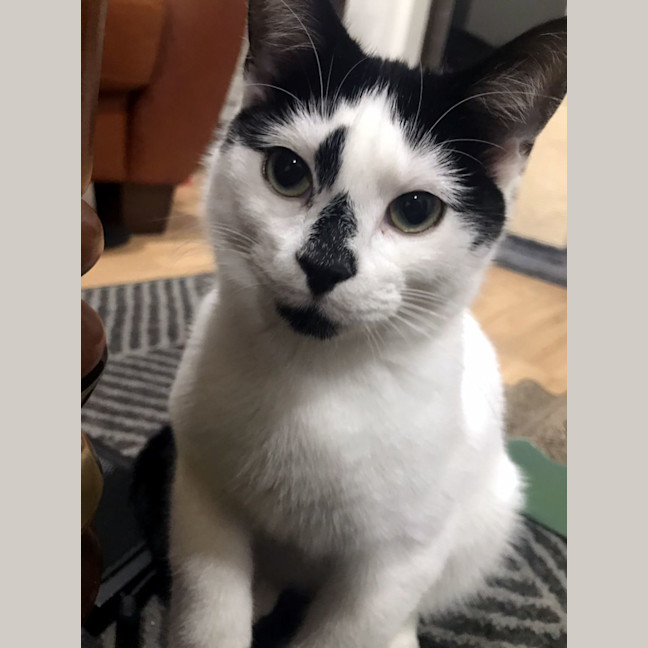 Photo of Cosmo Stk012306