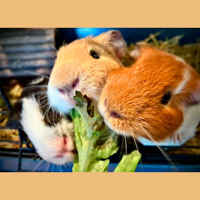 Photo of Buster, Mooch And Sprinkles