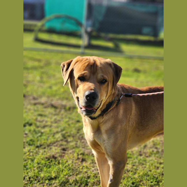 Photo of 🧉 Bailey 7255 🧉