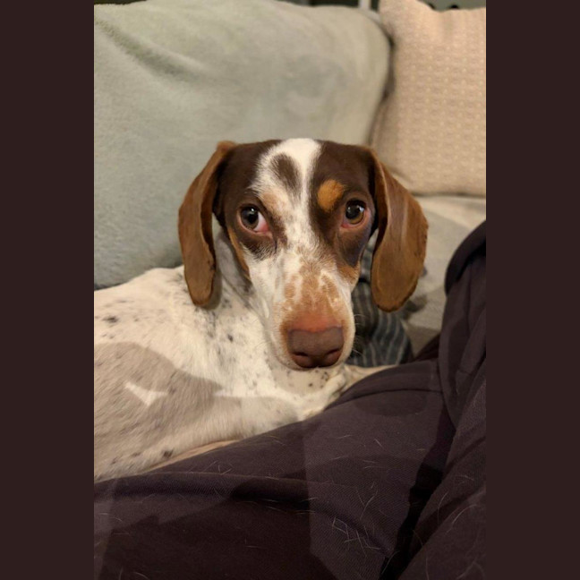 Photo of Coco Firebrace