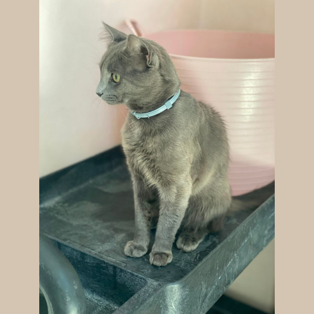 Photo of Memphis (9183)