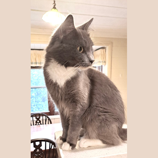 Photo of Violet 