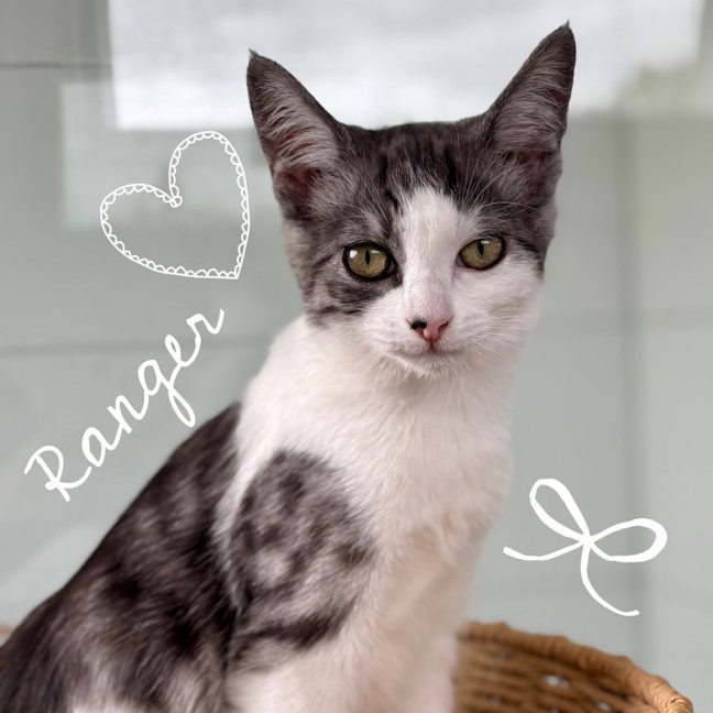 Photo of  Ranger 📣