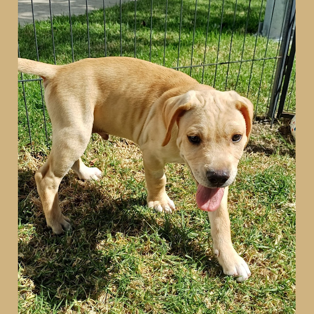 Photo of Ollie (Yellow Collar)