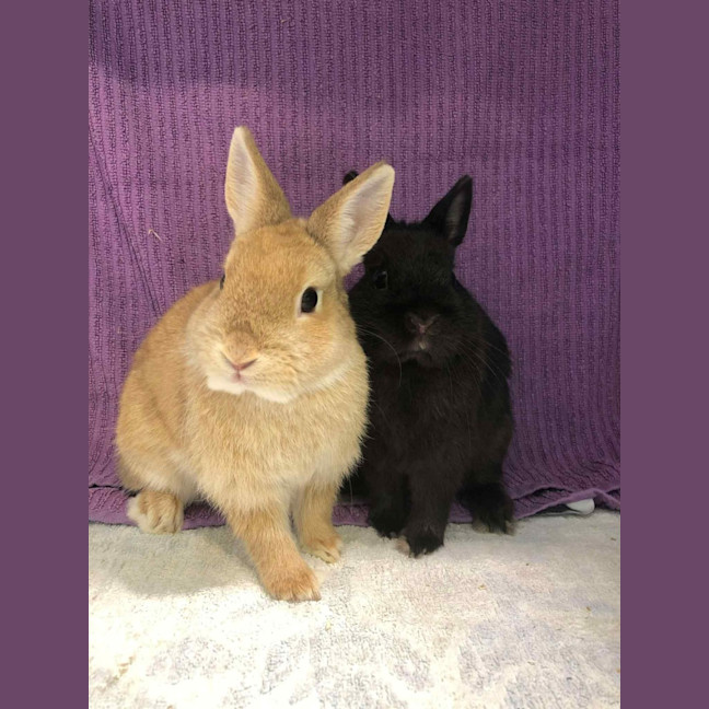 Photo of Kloe & Grim