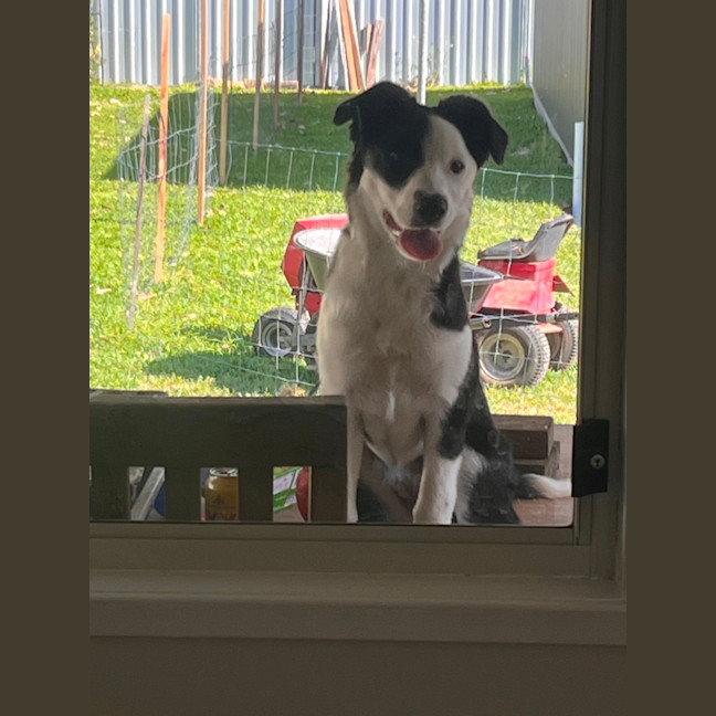 Photo of Coco   4 Month Old Border Collie