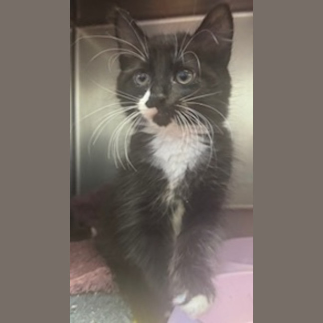 Photo of Percy