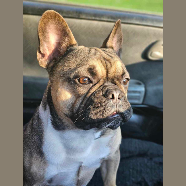 Photo of Puppanero 