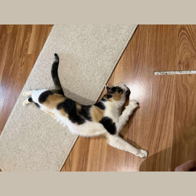 Photo of Cali
