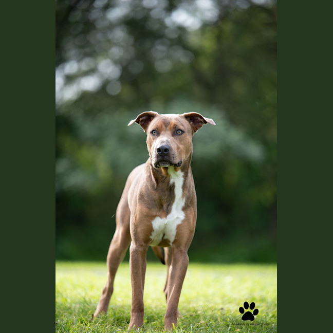 Photo of Sherlock